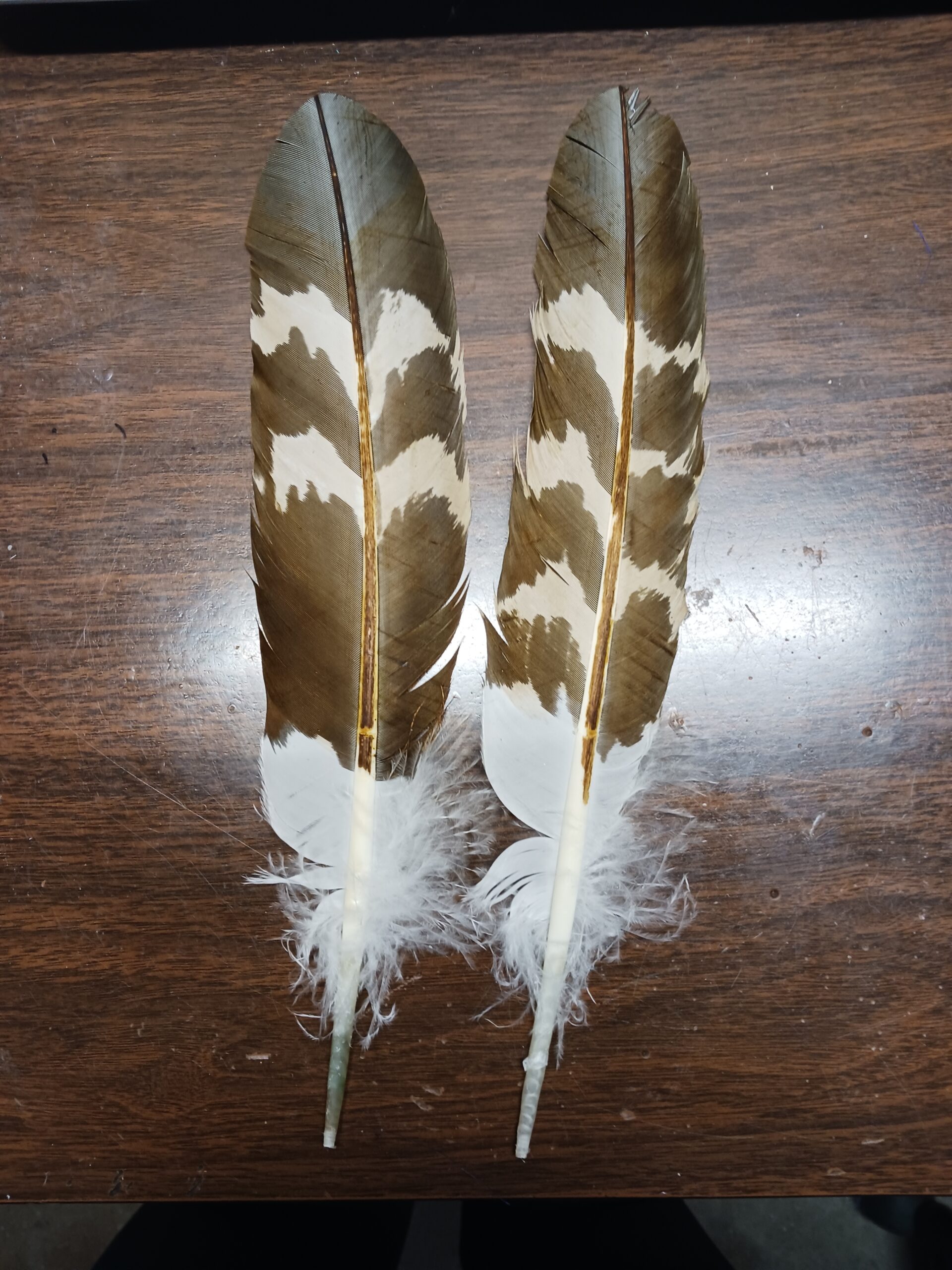 Sample Imitation Eagle Feathers Gallery – Two Eagles Legacy